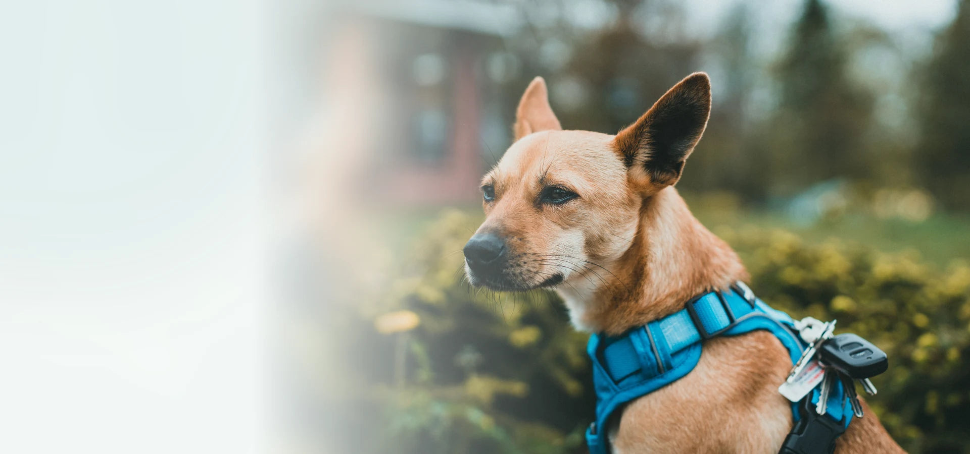 Dog wearing a blue harness for the Pettels dog accessories homepage